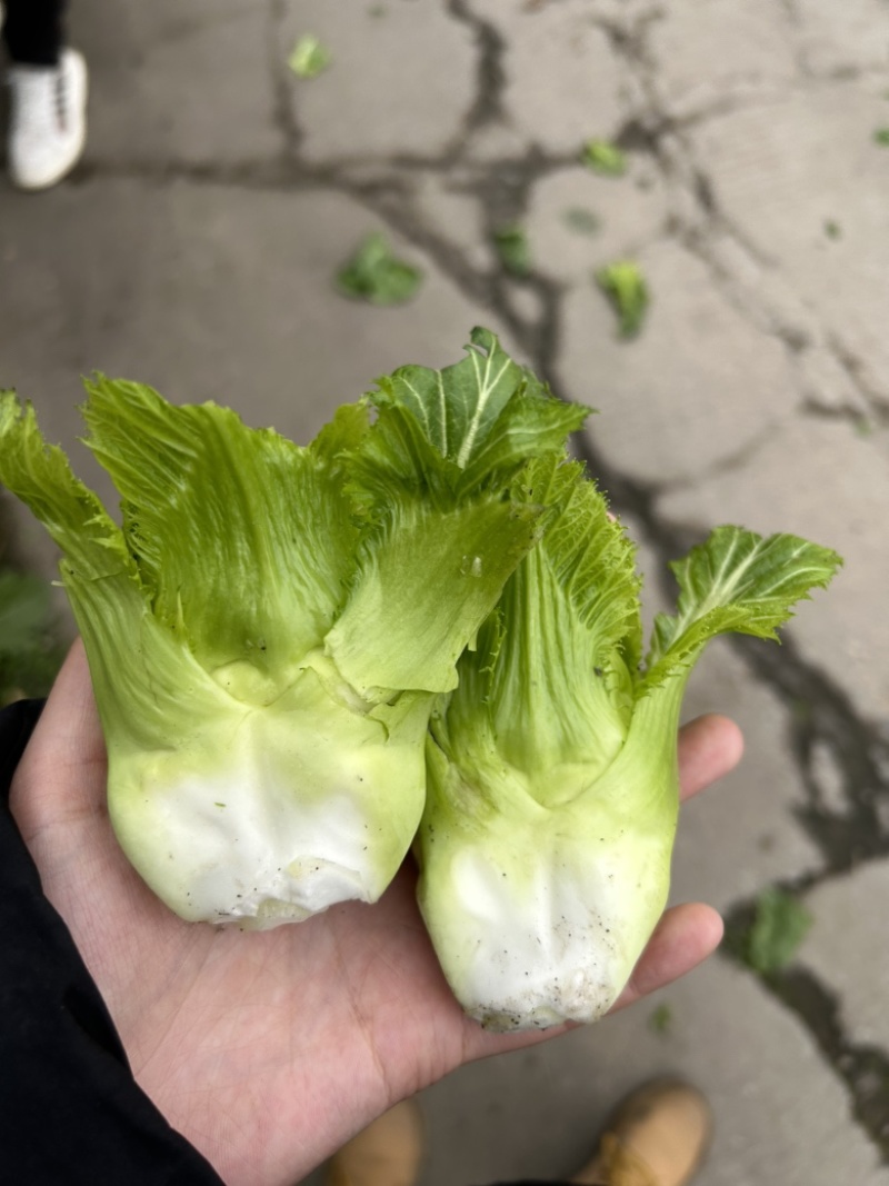 儿菜