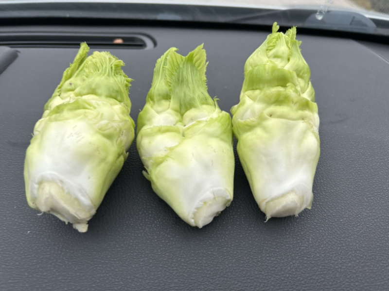 儿菜