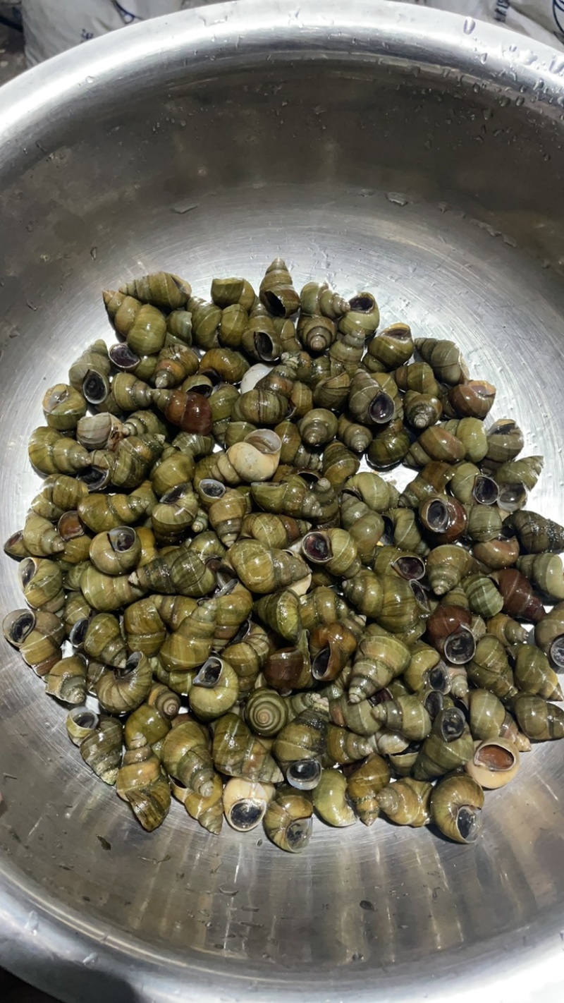 江苏清水螺蛳批发价格美丽