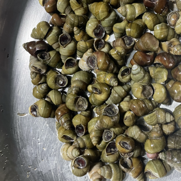 江苏清水螺蛳批发价格美丽