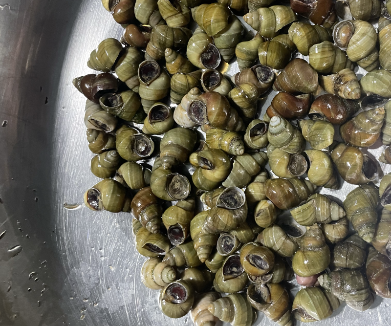 江苏清水螺蛳批发价格美丽