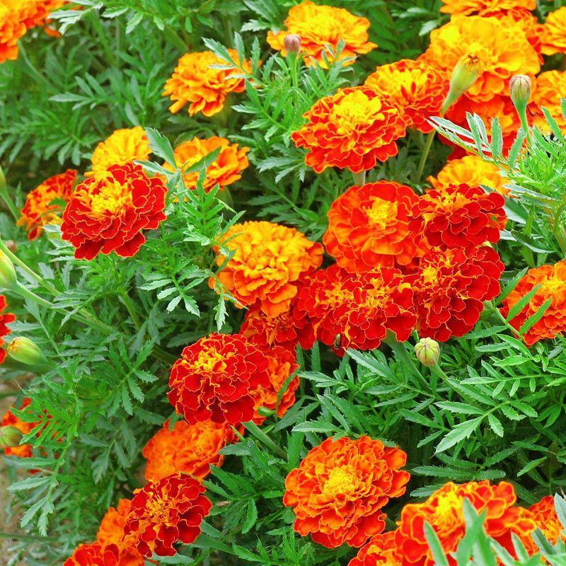 孔雀草种子，混色重瓣草花种子庭院室外景观花卉四季易种花种
