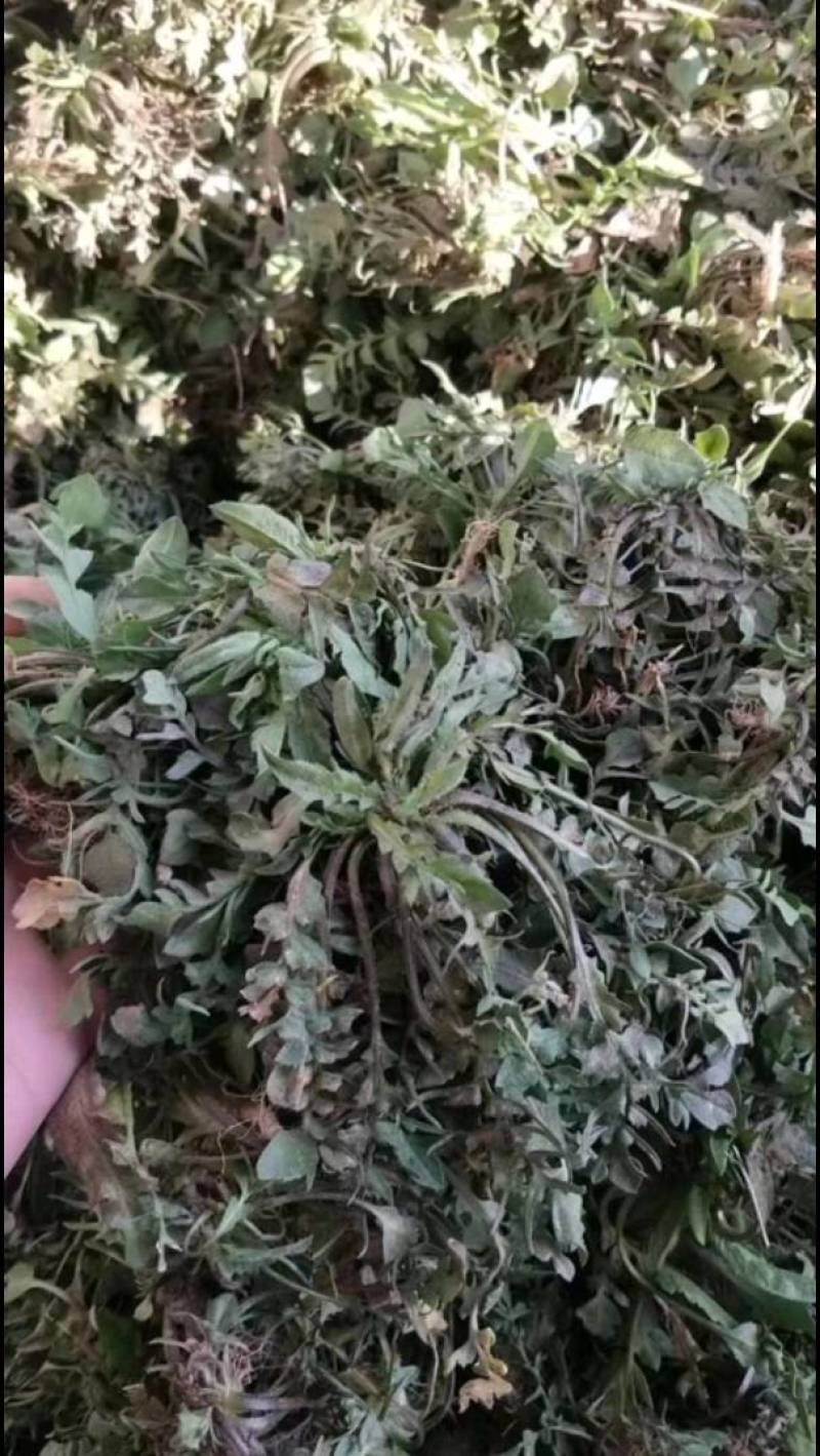 【精】江苏东台新鲜野生荠菜产地现挖确保新鲜大量供应