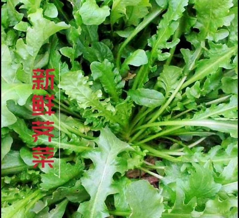 【精】江苏东台新鲜野生荠菜产地现挖确保新鲜大量供应
