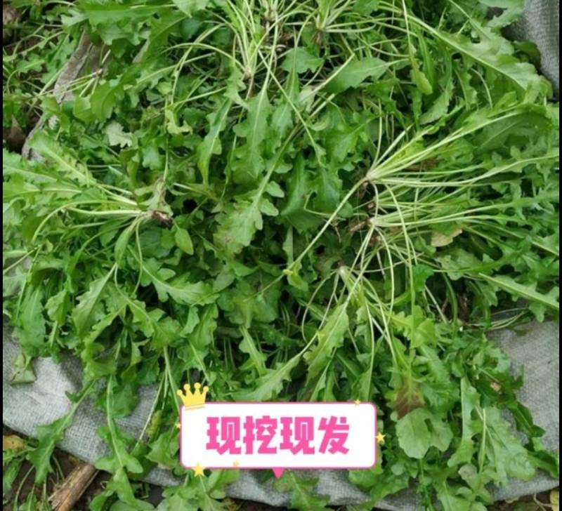 【精】江苏东台新鲜野生荠菜产地现挖确保新鲜大量供应