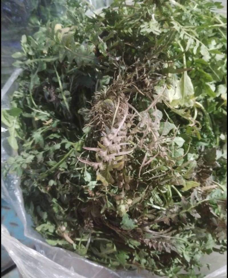 【精】江苏东台新鲜野生荠菜产地现挖确保新鲜大量供应