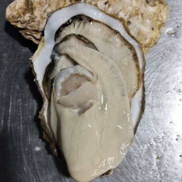 鲜活，生蚝