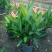 2302基地供应百合粉鸟蕉50-80cm高盆栽苗花