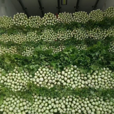 河北邯郸产地发货暖棚精品芹菜