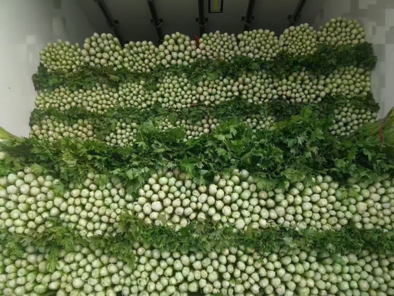 河北邯郸产地发货暖棚精品芹菜
