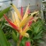 2302基地供应百合粉鸟蕉50-80cm高盆栽苗花
