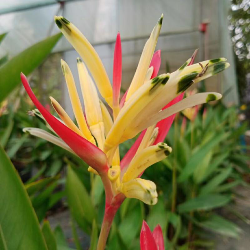 2302基地供应百合粉鸟蕉50-80cm高盆栽苗花