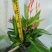2302基地供应百合粉鸟蕉50-80cm高盆栽苗花