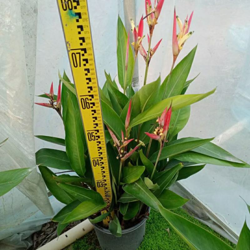 2302基地供应百合粉鸟蕉50-80cm高盆栽苗花