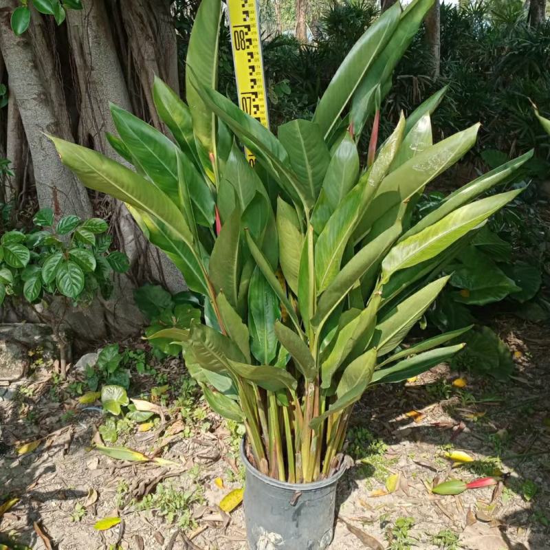2302基地供应百合粉鸟蕉50-80cm高盆栽苗花
