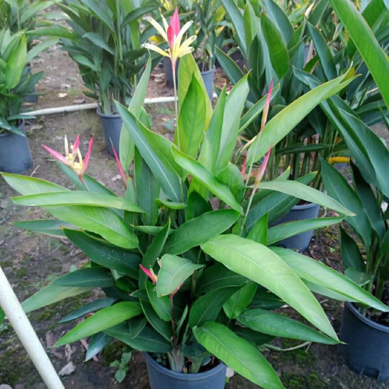 2302基地供应百合粉鸟蕉50-80cm高盆栽苗花