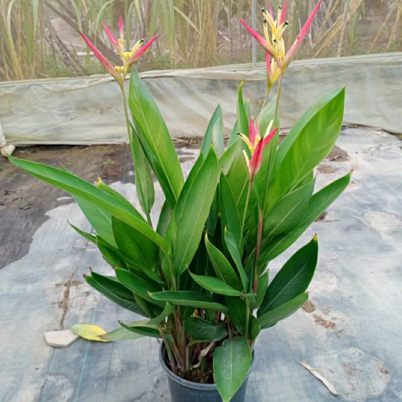 2302基地供应百合粉鸟蕉50-80cm高盆栽苗花