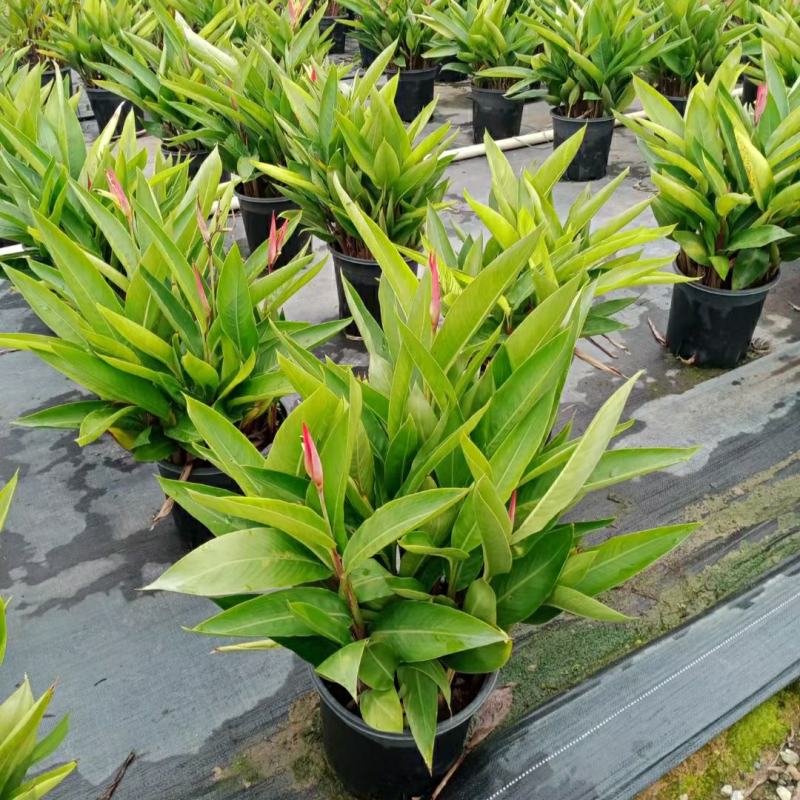 2302基地供应百合粉鸟蕉50-80cm高盆栽苗花