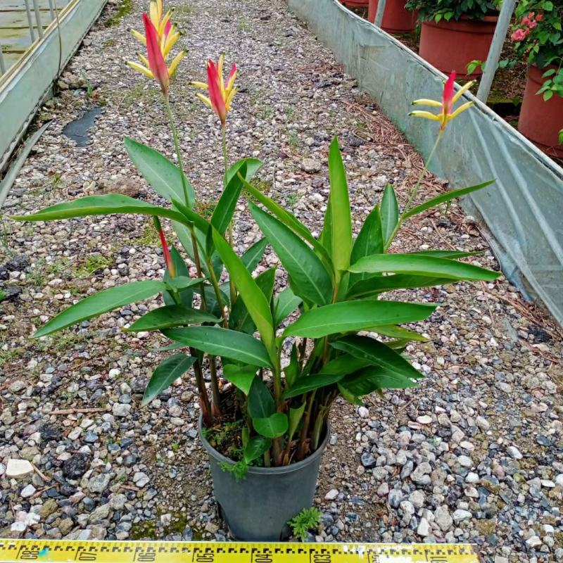 2302基地供应百合粉鸟蕉50-80cm高盆栽苗花