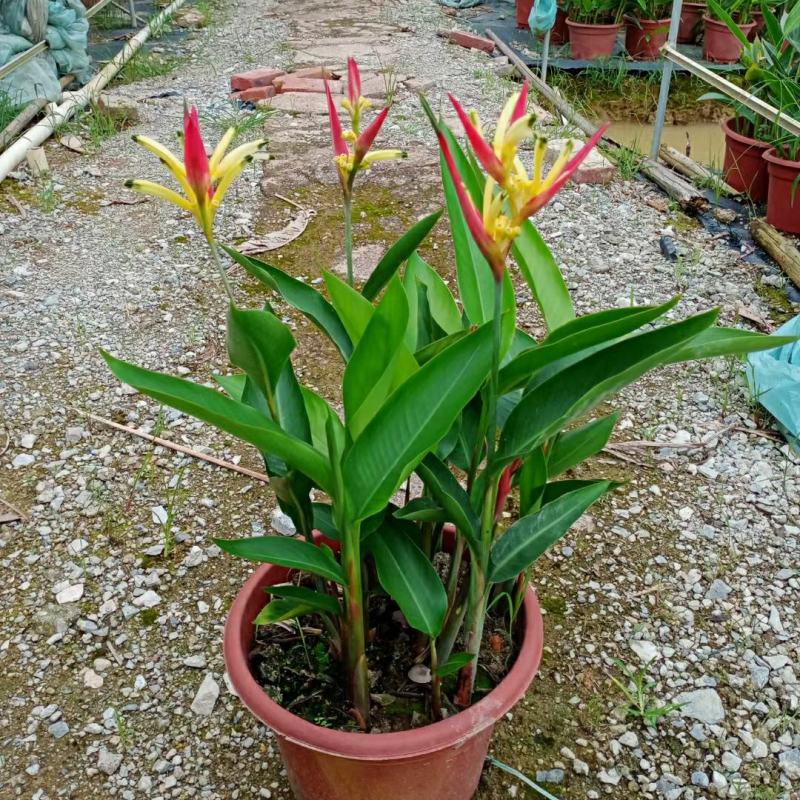 2302基地供应百合粉鸟蕉50-80cm高盆栽苗花