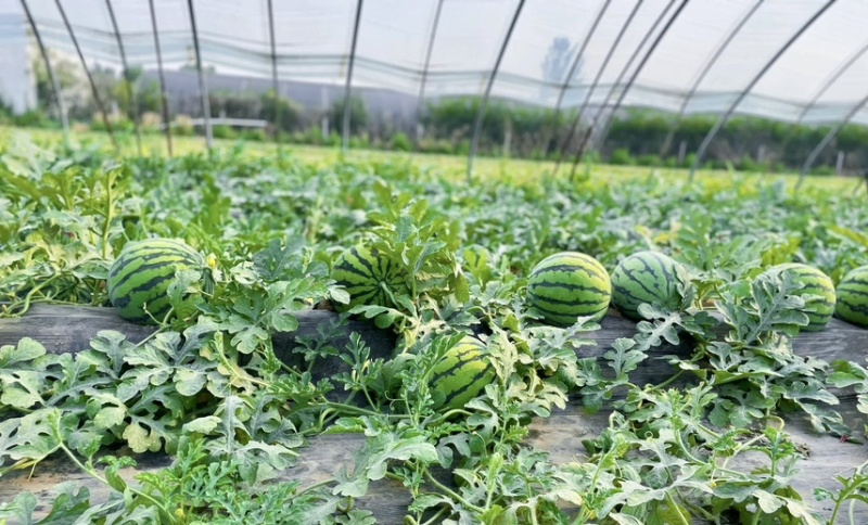 美都8424.质量保证口感甜适合市场电商