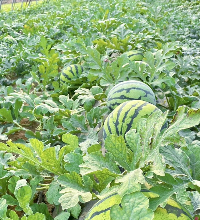美都8424.质量保证口感甜适合市场电商