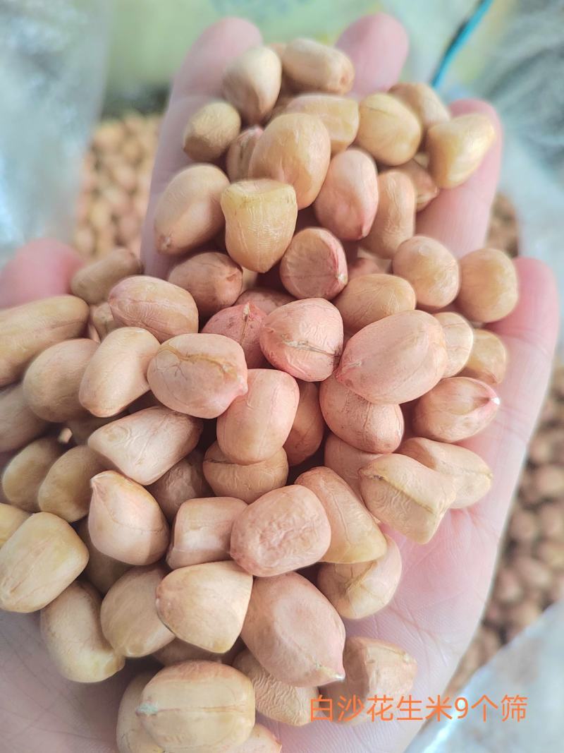 【热卖花生米】白沙系列花生米，规格齐全，来电优惠