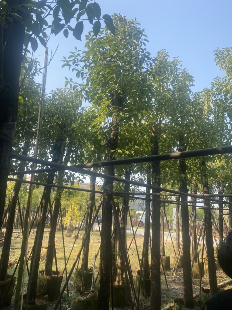 香樟5-10-12-18公分支持视频看货欢迎联系