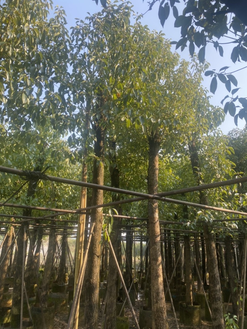 香樟5-10-12-18公分支持视频看货欢迎联系