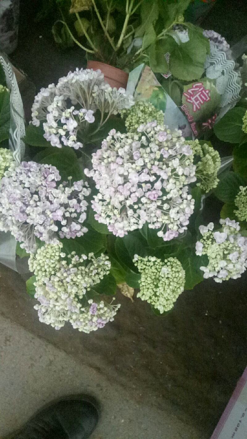 新品:英茂基地AB级粉紫色系绣球盆栽2-3个花色