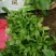 大叶荊芥大量上市中