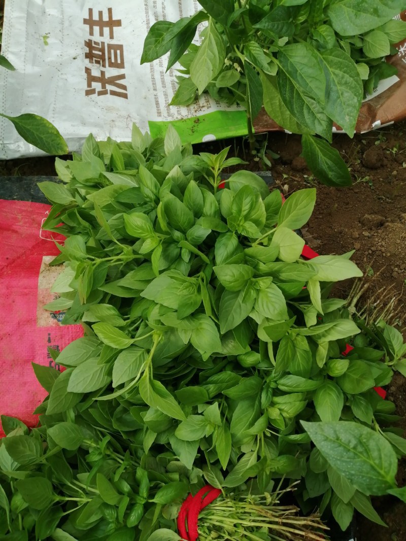 大叶荊芥大量上市中