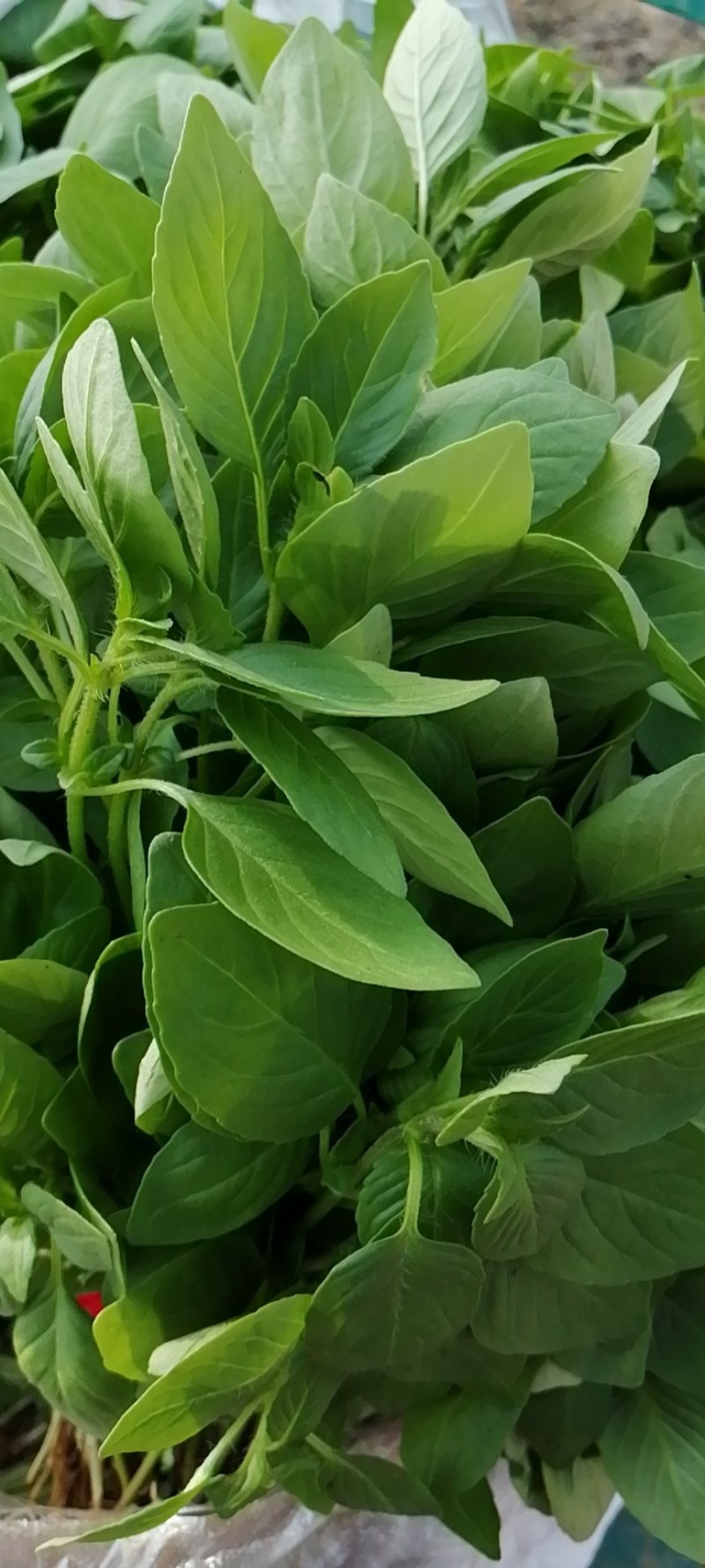 大叶荊芥大量上市中