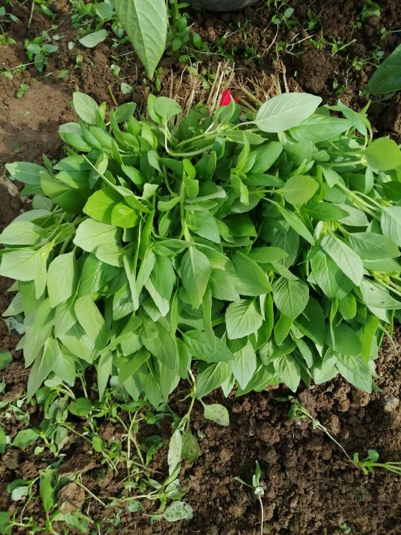大叶荊芥大量上市中