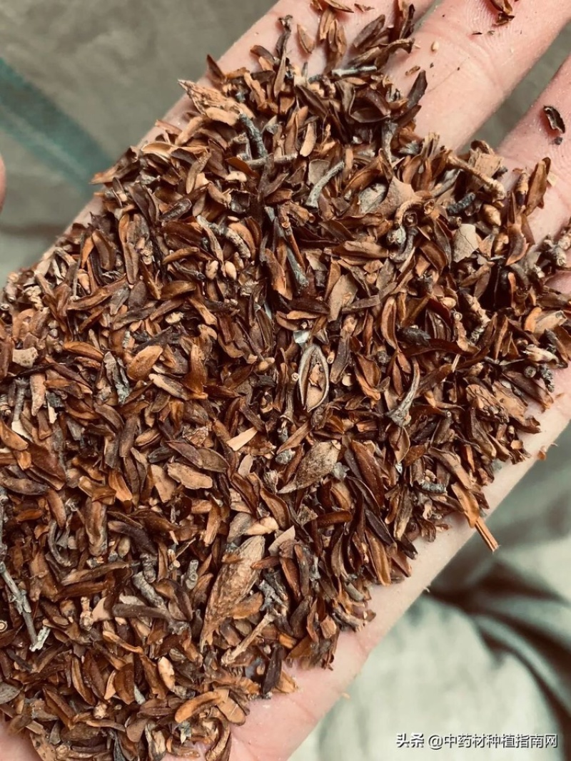 大量出售连翘苗，规格齐全，量大从优，欢迎选购