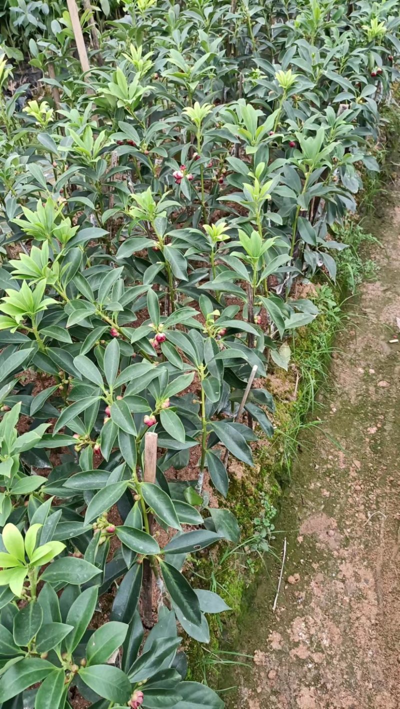 古龙大红八角嫁接苗基地直供支持大量批发量大优惠