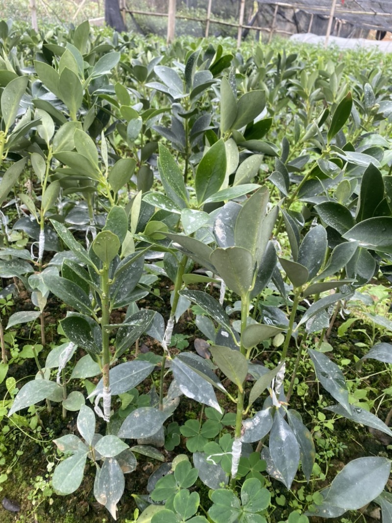 古龙大红八角嫁接苗基地直供支持大量批发量大优惠