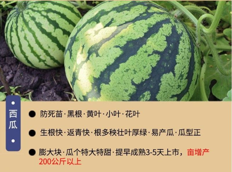 长丰金娃娃氨基酸叶面肥果树蔬菜西瓜玉米营养液促生长