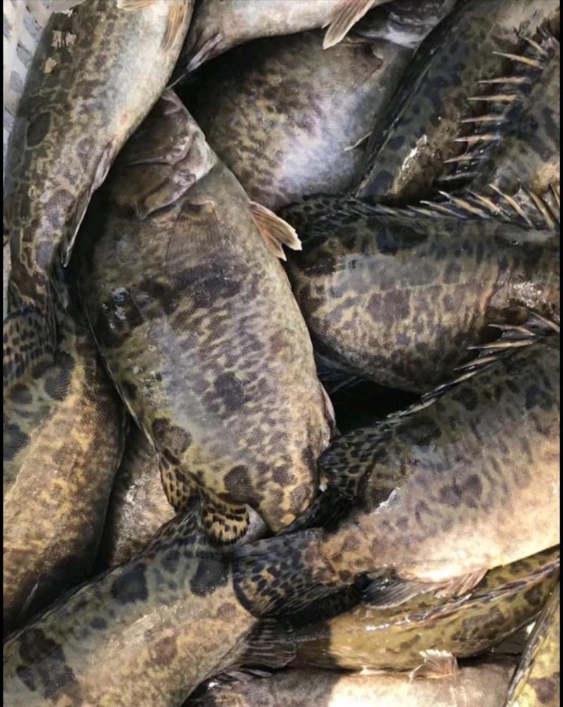 桂鱼，鳜鱼