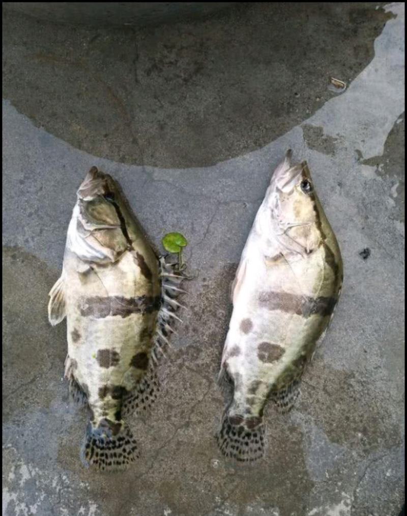 桂鱼，鳜鱼