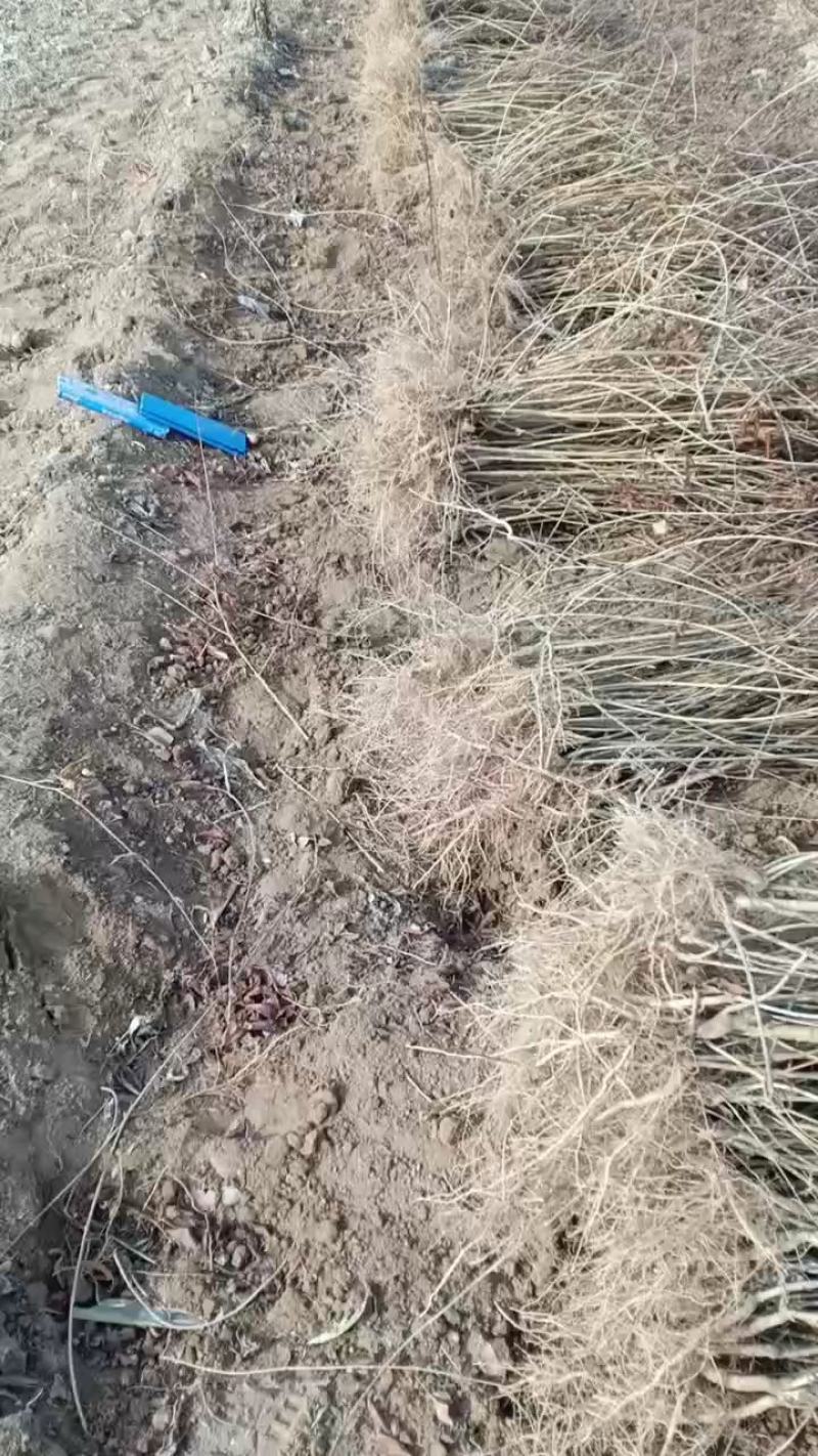 晋3号药用连翘