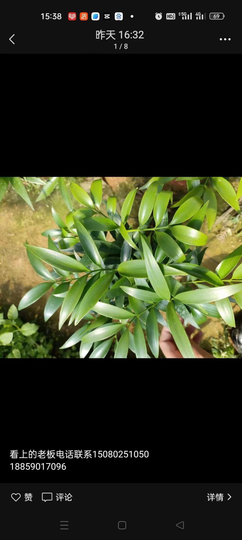 竹柏又叫长寿竹