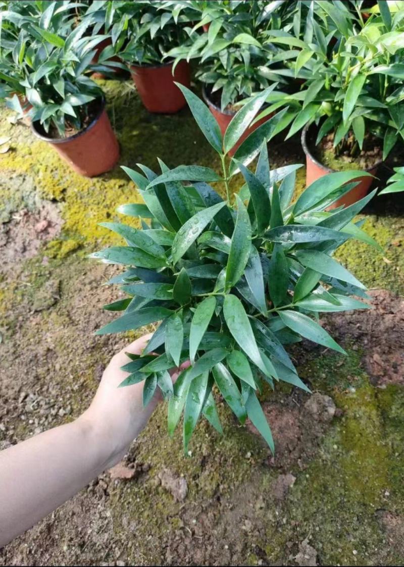 竹柏又叫长寿竹