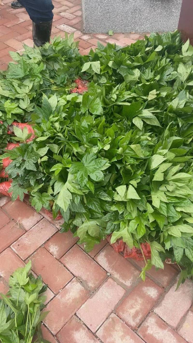八角金盘地苗，大量