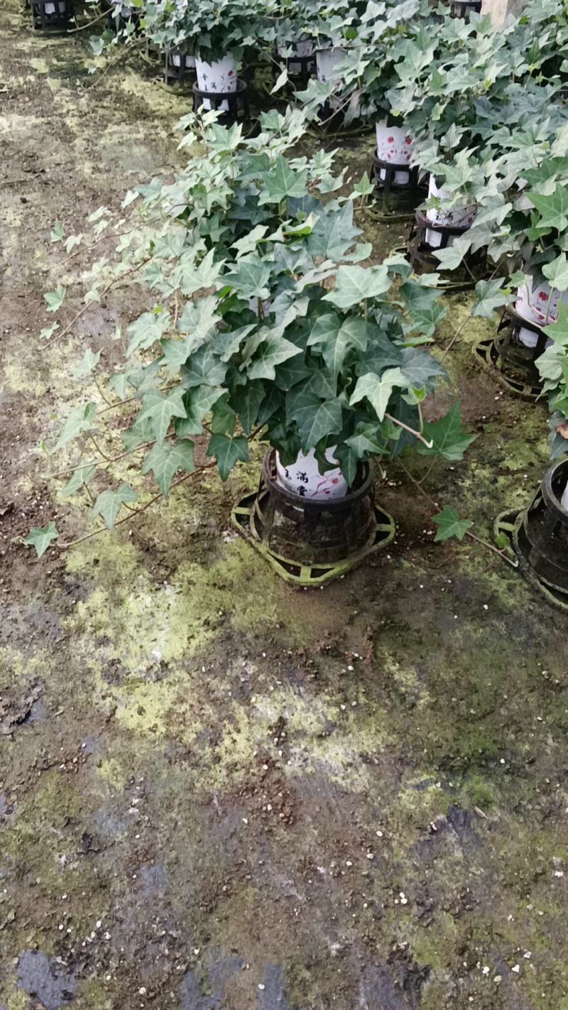 常春藤基地培育种植批发