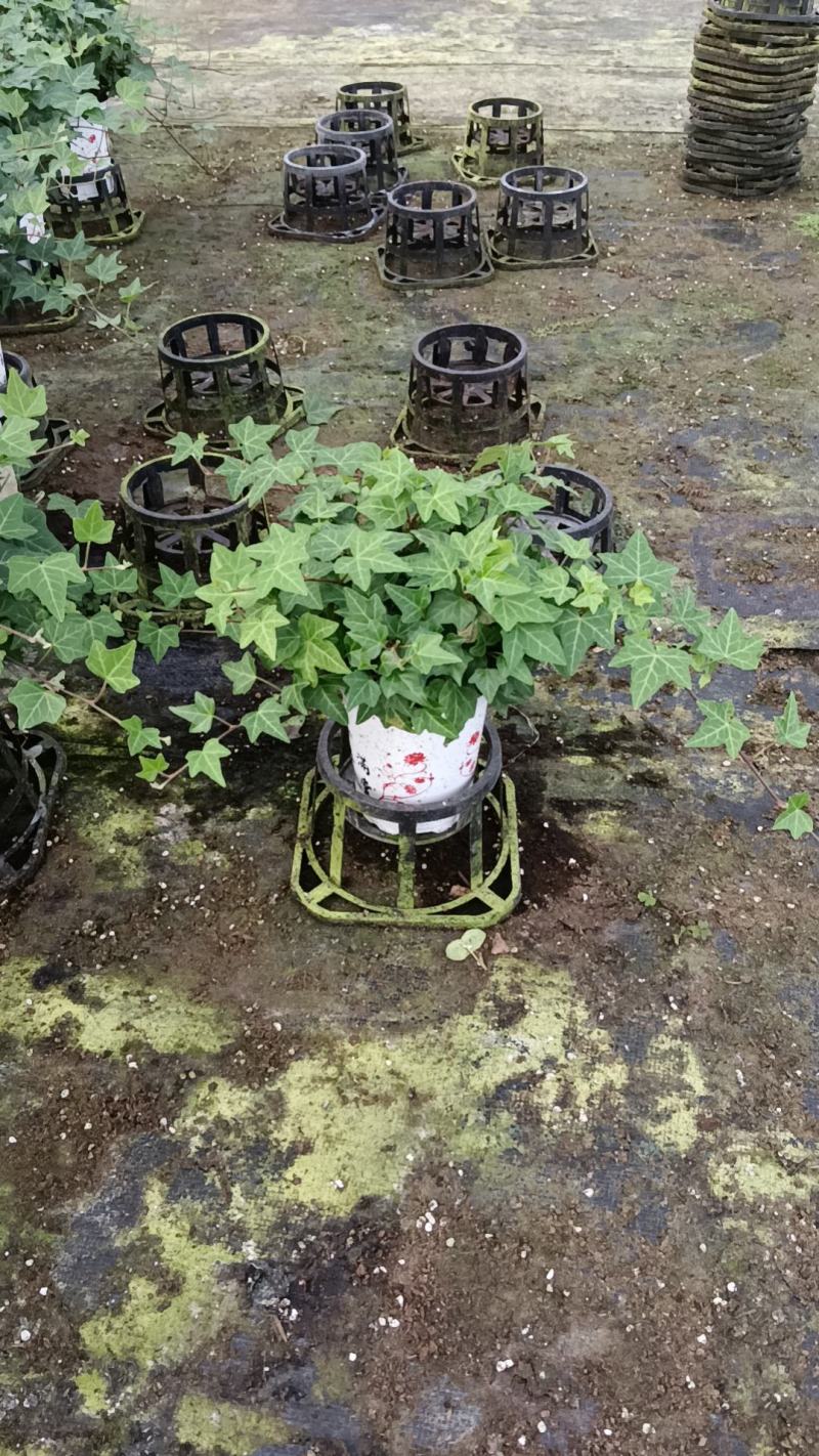 常春藤基地培育种植批发