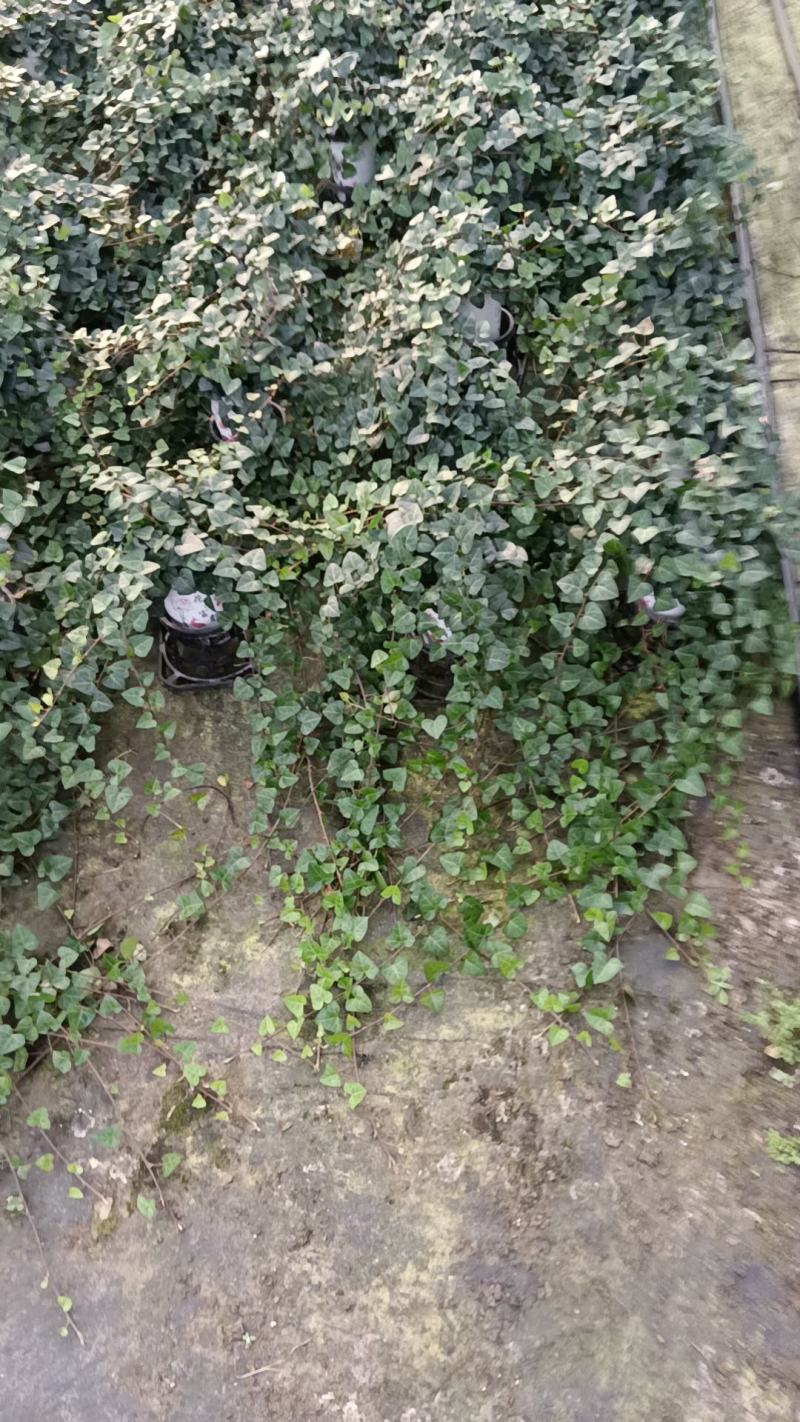常春藤基地培育种植批发