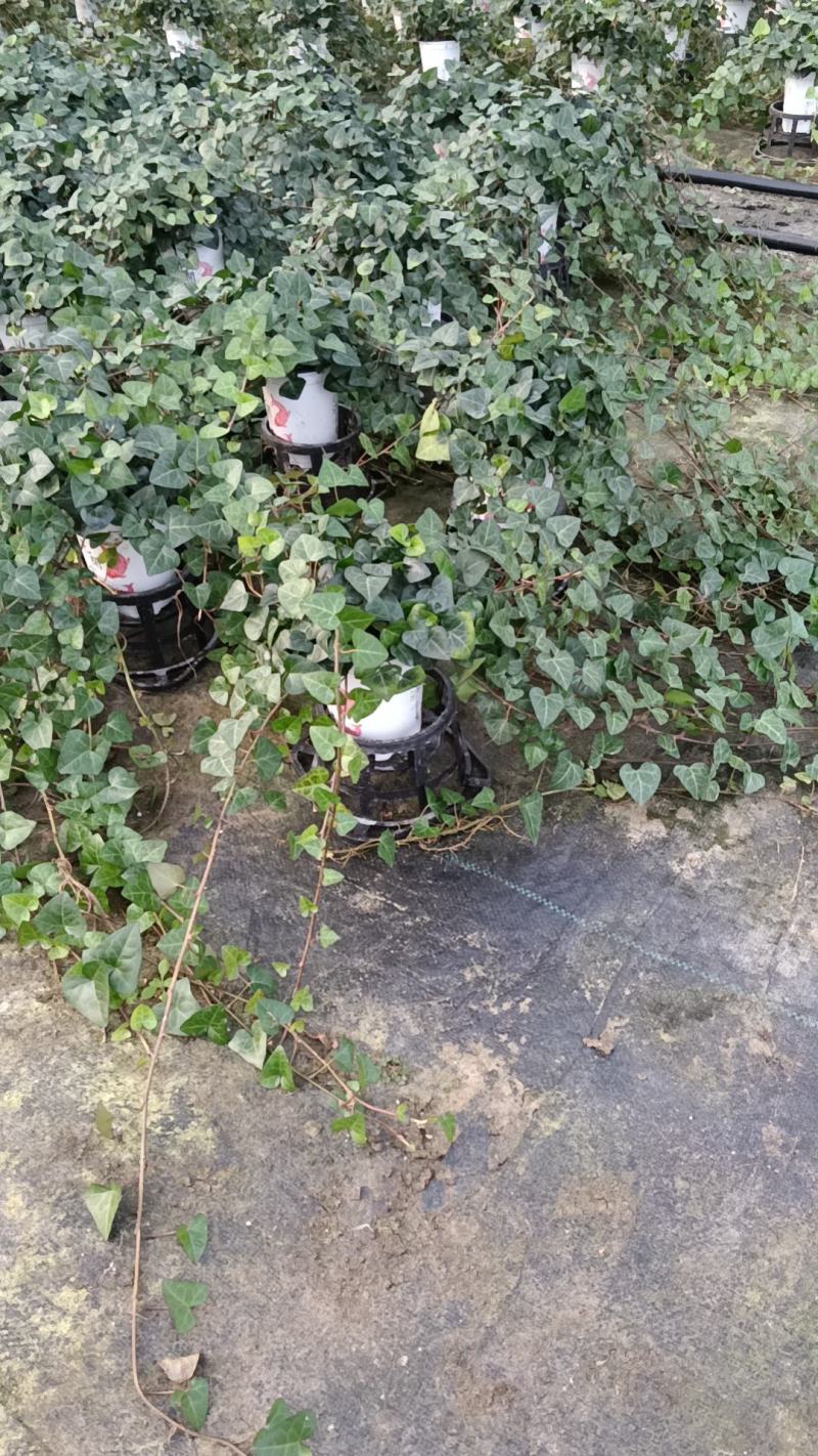 常春藤基地培育种植批发