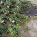 常春藤基地培育种植批发