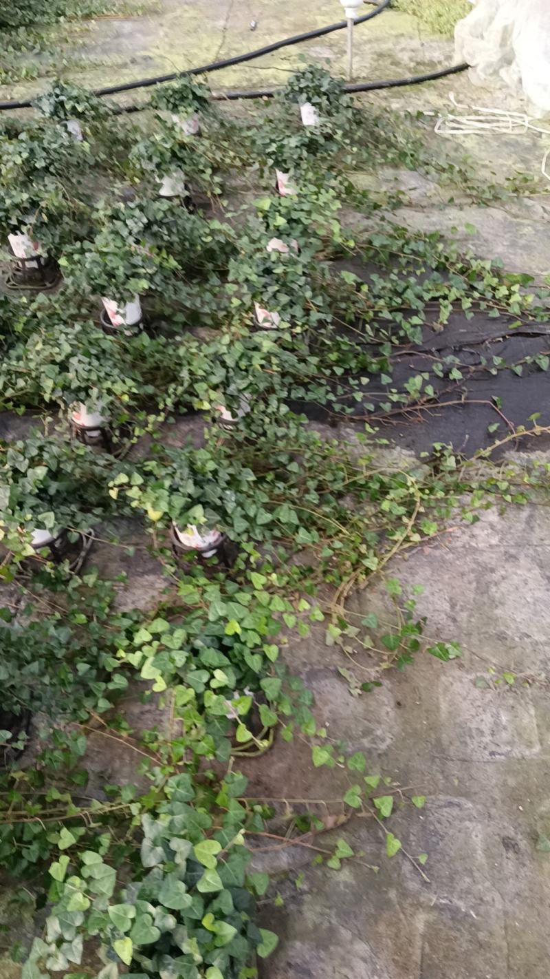 常春藤基地培育种植批发